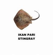 Image result for Ikan Pari Pasar