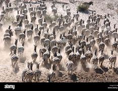 Image result for Zebra Herd Running