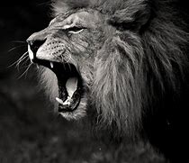 Image result for Lion Wallpaper Black and White