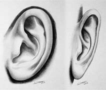 Image result for Human Ear Drawing