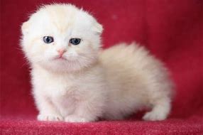 Image result for Scottish Fold Munchkin