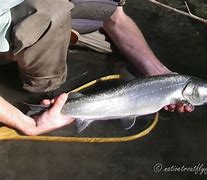 Image result for Bull Trout