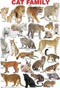 Image result for All Kinds of Cats