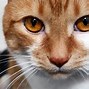 Image result for Plano De Fundo Computador Gato HD