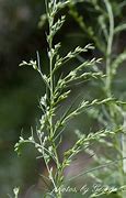 Image result for Dog Fennel