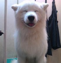 Image result for Smiling Doggo Low Resolution