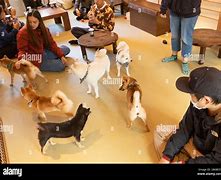 Image result for Pet Cafe Japan