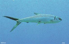 Image result for AWA Milkfish