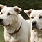 Image result for Dogo Amstaff Mix