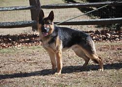 Image result for AKC German Shepherd