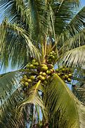 Image result for Coconut Crop