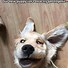 Image result for Funny Forest Animals Meme