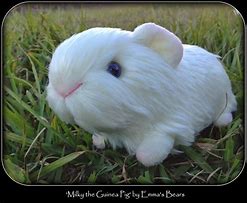 Image result for Guinea Pig Plushie