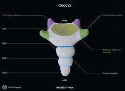 Image result for Coccyx