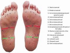 Image result for Plantar Arch of Foot