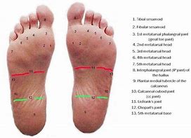 Image result for Foot Anatomy Plantar Arch