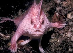 Image result for Oddity Fish