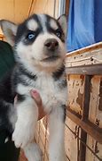 Image result for Husky Service Dog