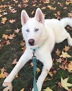 Image result for Silver and White Siberian Husky