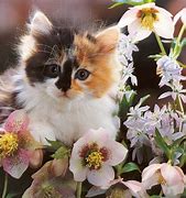 Image result for Free Cat Screensavers for Computers