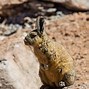 Image result for Animaru Viscacha