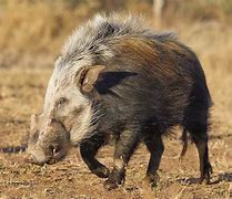 Image result for African Bushpig