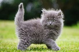 Image result for Grey Cat Wallpaper