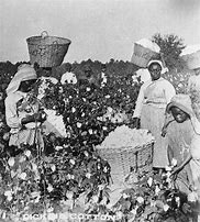 Image result for Black Picking Cotton