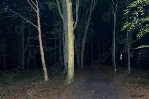 Image result for Dark Forest Night