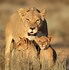 Image result for Mother Lioness