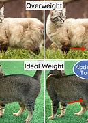 Image result for Cat Body Condition