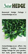 Image result for Boxwood Hedge Plants