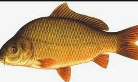 Image result for Ikan Bentuk Pipih