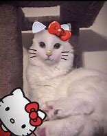 Image result for Hello Kitty Realistic but Creepy