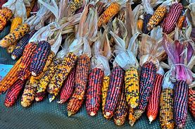 Image result for Corn Dukot