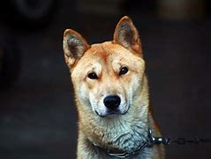 Image result for Korean Yellow Dog