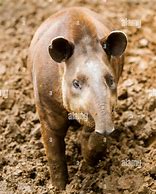 Image result for Tapir Lips