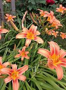 Image result for Day Lillies Pictures