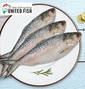 Image result for Akselafa Fish