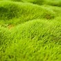 Image result for Zoysia Grass Lawn