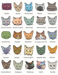 Image result for All Kinds of Cats