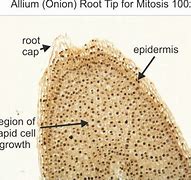 Image result for Allium Root Tip Labeled