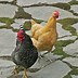 Image result for Six Hens