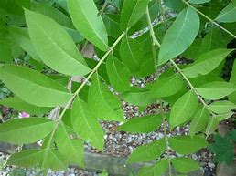 Image result for Nut Tree Leaf Identification