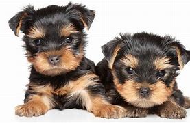 Image result for Top 10 Dog Breeds AKC