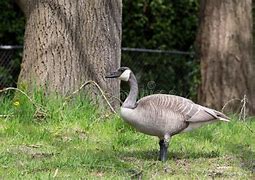 Image result for Albino Canadian Goose