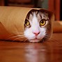 Image result for Funny Cat Cartoon Wallpaper