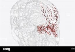 Image result for Dorsal Nasal Artery