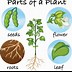 Image result for Plant Drawing