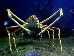 Image result for Crab Oreganata